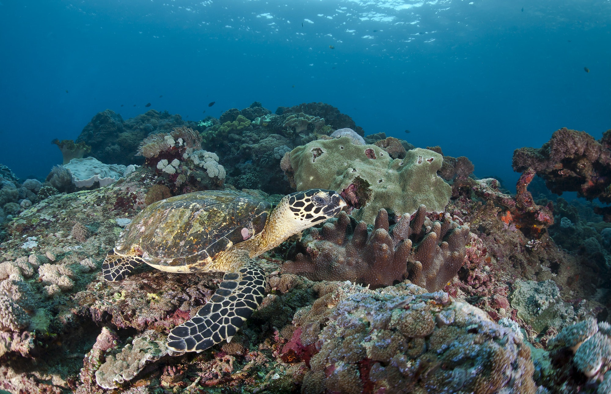 Indonesia, Bali, Nusa Lembongan, hawksbill turtle, Eretmochelys imbricata
