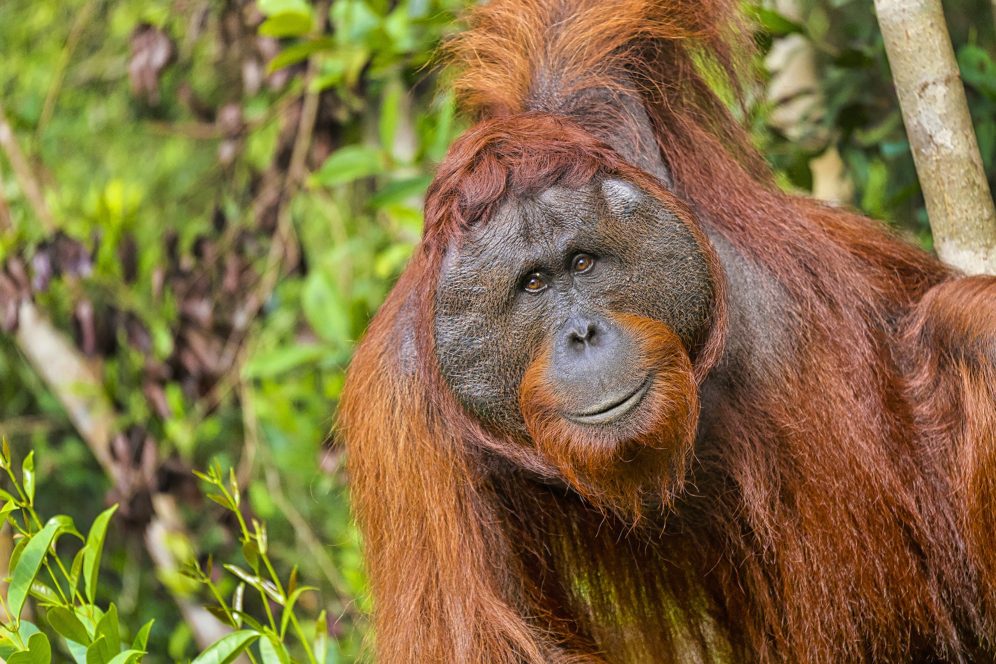 Orangutan, Tanjung Puting National Park, Indonesia