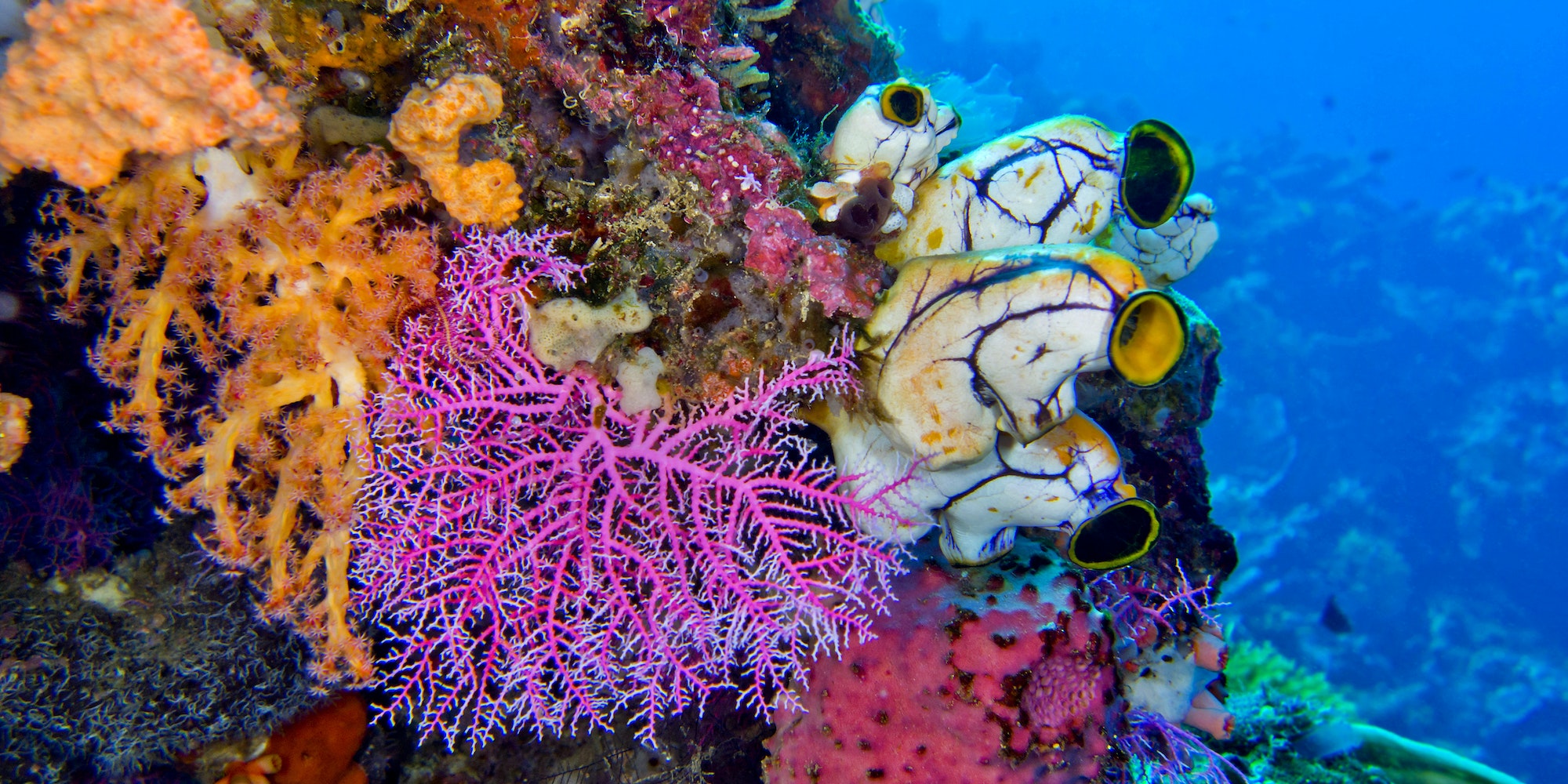Tunicates, Lembeh, Indonesia