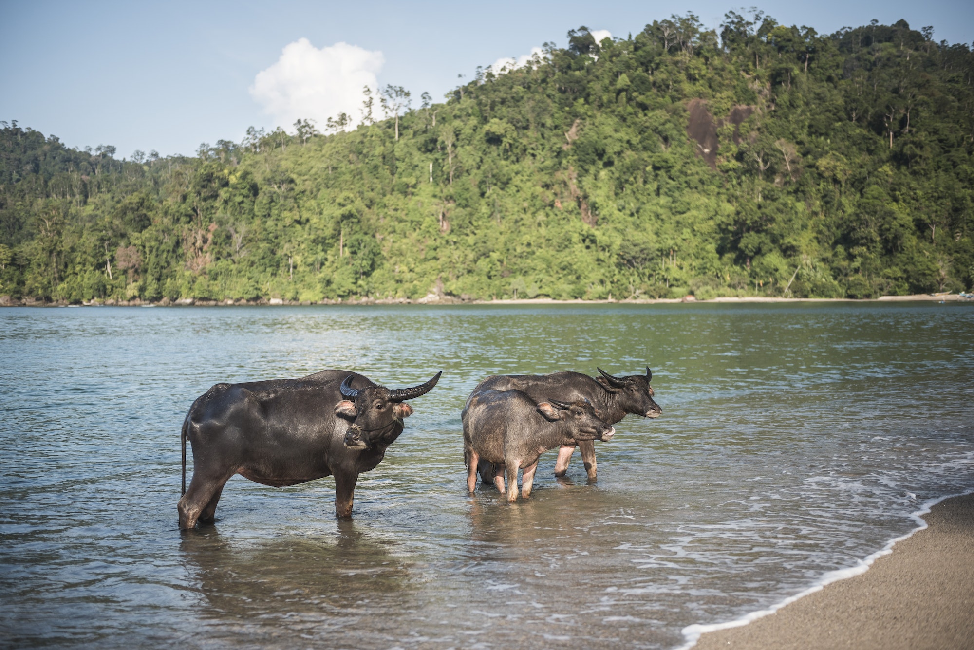 Water Buffalo on the beach at Sungai Pinang, near Padang in West Sumatra, Indonesia, Asia