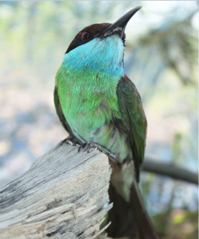 Merops_viridis_kirik-kirik_biru_by_Tri_Atmoko_BPTKSDA_Samboja
