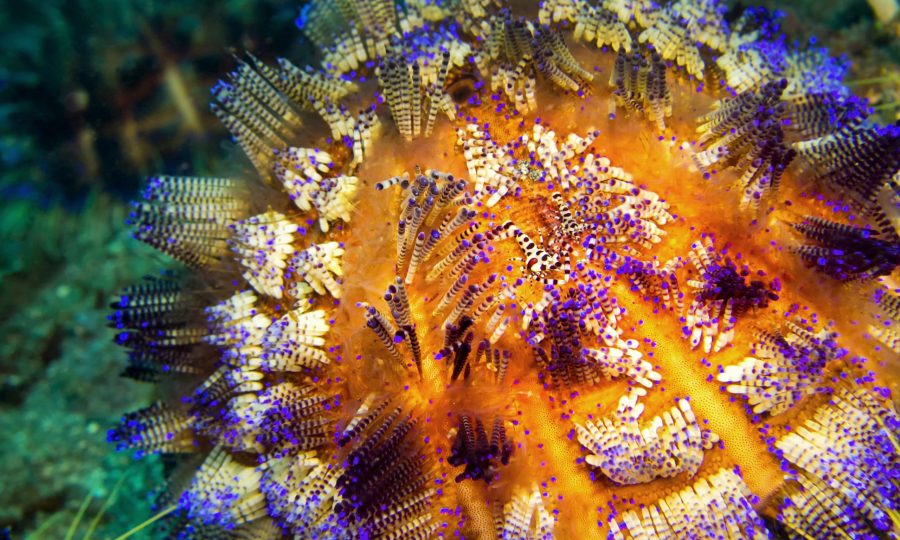 Sea Urchin, Variable Fire Urchin, Asthenosoma varium, Coral Reef, Lembeh, North Sulawesi, Indonesia, Asia